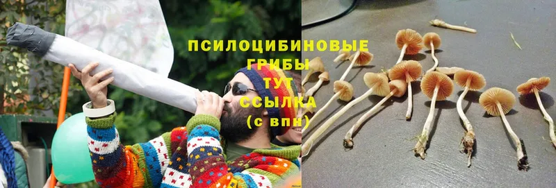 Галлюциногенные грибы Psilocybe  МЕГА ONION  Невинномысск 